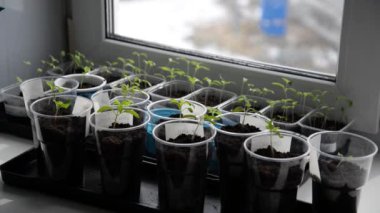 Domates fidelerini sulayın. Bahçıvan bireysel tencere içine nakli sonra kırılgan domates fidesulama. Organik tarım ve bahçecilik. Sağlıklı beslenme ve yaşam tarzı