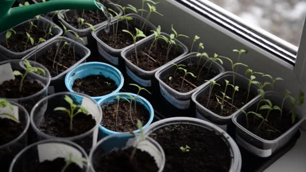 Νερό τα σπορόφυτα ντομάτας. Κηπουρός πότισμα εύθραυστα σπορόφυτα ντομάτα μετά από μεταμόσχευση σε μεμονωμένες γλάστρες. Βιολογική γεωργία και κηπουρική. Υγιεινή διατροφή και lifestyle — Αρχείο Βίντεο