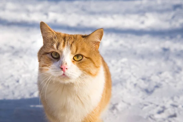 Кошачий портрет. Красивая рыжая кошка в снегу на природе. копировальное пространство — стоковое фото