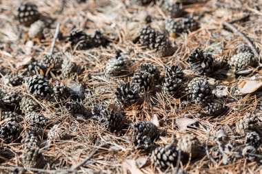 çam kozalağı, yerde koni bir tabaka, tohumsuz koniyığını, bir yığın kuru koni