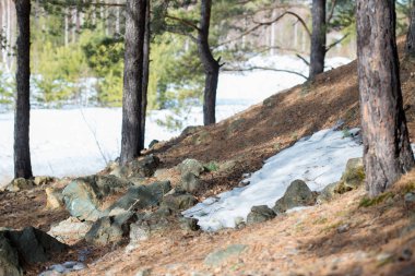 Bahar manzarası, tenha yerlerde son kar. Hillside. Parlak güneş karı eritir. Çamların gövdeleri. Geçen yılın sarı çimenleri ve taşları