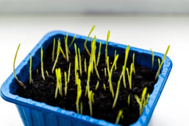 Beyaz arka planda izole edilmiş taze yeşil çimen