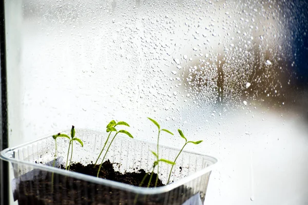 Green living. Young green sprouts in a container on the window near the glass, blurred view of the street