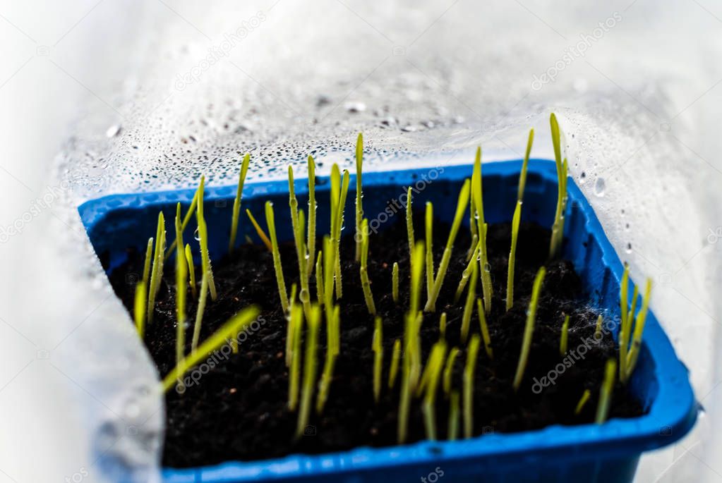 Young grass shoots under the film cover