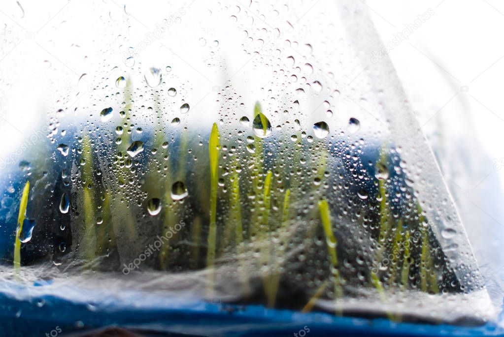 Young grass shoots under the film cover