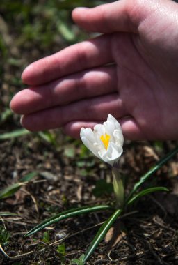 Vahşi beyaz timsahlar çiçek açar. Çocukların elleri canlı çömleği nazikçe tutar..