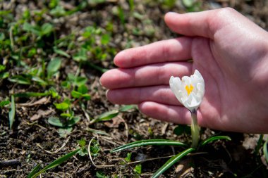 Vahşi beyaz timsahlar çiçek açar. Çocukların elleri canlı çömleği nazikçe tutar..