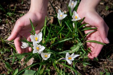 Palmiyelerde beyaz kır çiçekleri.