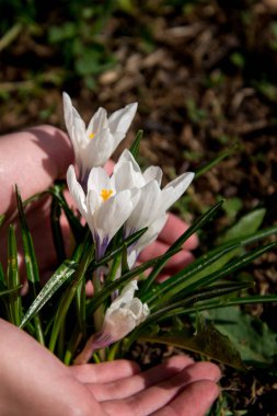 Palmiyelerde beyaz kır çiçekleri.