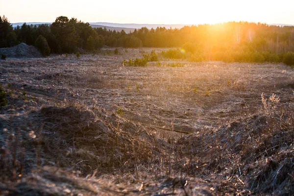Ormanın arka planına karşı gün batımında veya gün doğumunda kuru çimenler üzerinde parlak sarı güneş ışığı.