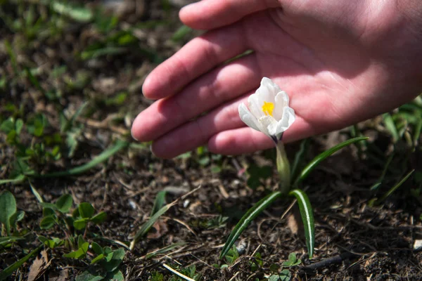 Vahşi beyaz timsahlar çiçek açar. Çocukların elleri canlı çömleği nazikçe tutar..