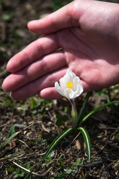 Vahşi beyaz timsahlar çiçek açar. Çocukların elleri canlı çömleği nazikçe tutar..