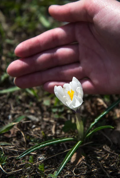 Vahşi beyaz timsahlar çiçek açar. Çocukların elleri canlı çömleği nazikçe tutar..