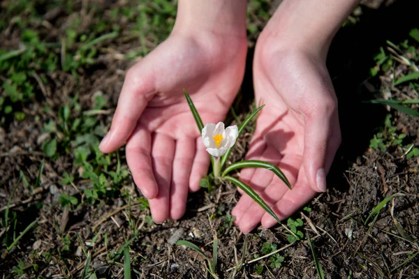 Vahşi beyaz timsahlar çiçek açar. Çocukların elleri canlı çömleği nazikçe tutar..