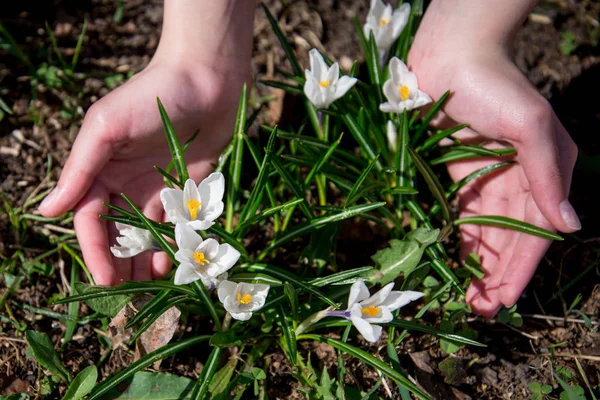 Palmiyelerde beyaz kır çiçekleri.