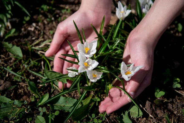 Palmiyelerde beyaz kır çiçekleri.