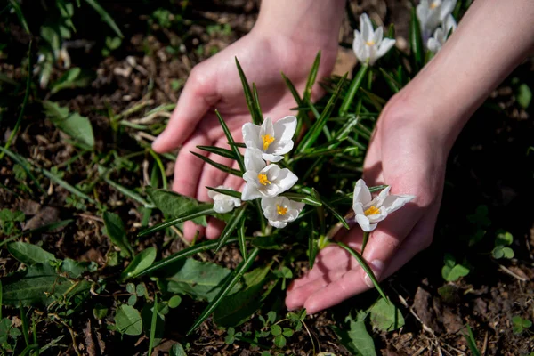 Palmiyelerde beyaz kır çiçekleri.