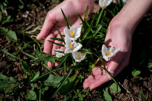 Palmiyelerde beyaz kır çiçekleri.