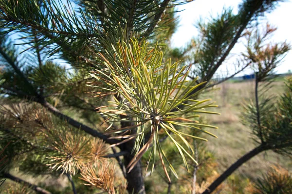 Giovane conifera colpita dalla malattia. Pino malato. Aghi gialli . — Foto Stock