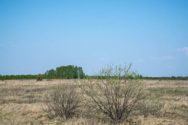 İlkbaharda gün batımı güneşi, rüzgarsız akşam, tarlada, kuru, geçen yılın çimenleri ve büyümüş çalılarla kaplı.