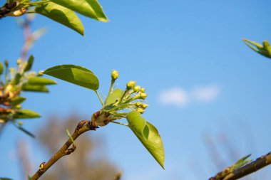 Çiçekli önce meyve ağacı tomurcukları. Çiçekli önce elma ve armut ağaçlarıkapalı tomurcukları. Bahar meyve bahçesi meyve iş.