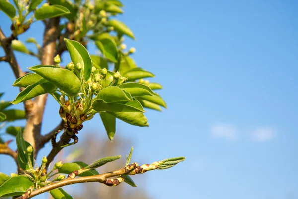 Çiçekli önce meyve ağacı tomurcukları. Çiçekli önce elma ve armut ağaçlarıkapalı tomurcukları. Bahar meyve bahçesi meyve iş.