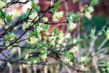 Bumblebee hanımeli çiçeklerinden nektar içiyor