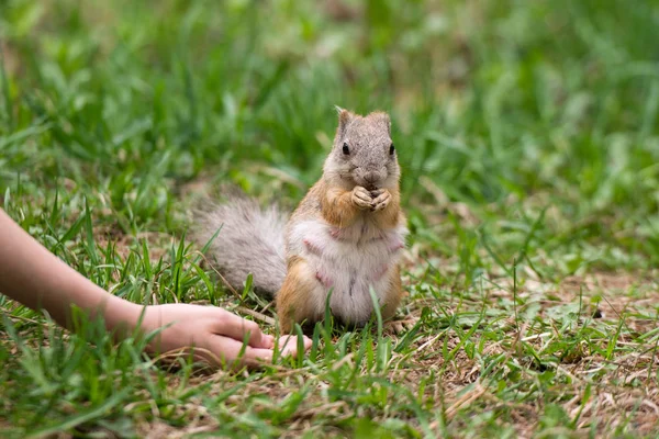 Chica alimentando a la ardilla en el parque. La ardilla embarazada se lleva la comida de las manos. El concepto de alimentación y cuidado. Amabilidad y cuidado de los animales . — Foto de Stock