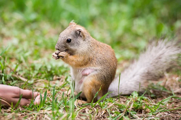 Chica alimentando a la ardilla en el parque. La ardilla embarazada se lleva la comida de las manos. El concepto de alimentación y cuidado. Amabilidad y cuidado de los animales . — Foto de Stock