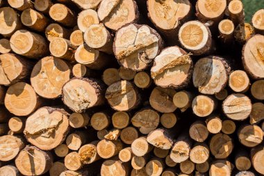 Ahşap kesim kütükleri dokulu arka plan. Çam ağaçlarının kesitleri