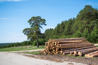 Çam kütükleri, ormanın arka planına karşı günlüğe kaydederek kesilir