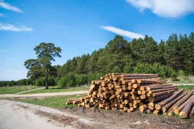 Çam kütükleri, ormanın arka planına karşı günlüğe kaydederek kesilir