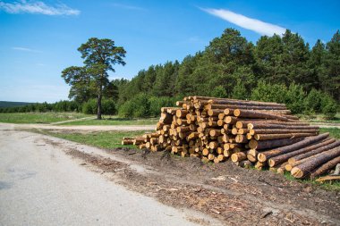 Çam kütükleri, ormanın arka planına karşı günlüğe kaydederek kesilir