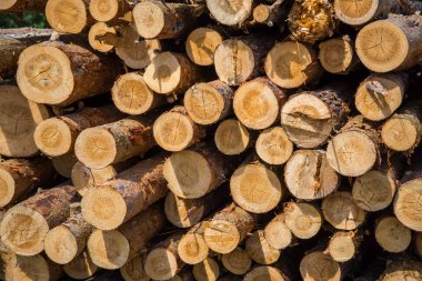 Çam Kütükleri kesiti. Ahşap doğal kesim günlükleri dokulu arka plan.