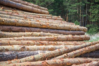 Çam kütükleri, ormanın arka planına karşı günlüğe kaydederek kesilir