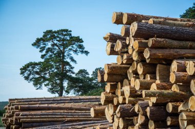 Çam kütükleri, ormanın arka planına karşı günlüğe kaydederek kesilir