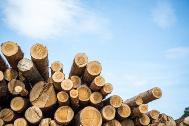 Mavi gökyüzüne karşı yığılmış ahşap günlükleri - kereste veya kereste sanayi konsepti