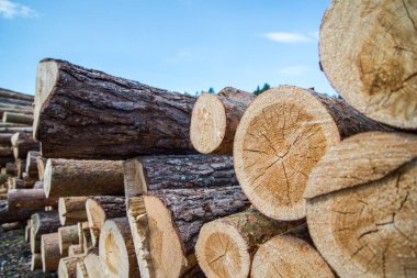 Mavi gökyüzüne karşı yığılmış ahşap günlükleri - kereste veya kereste sanayi konsepti