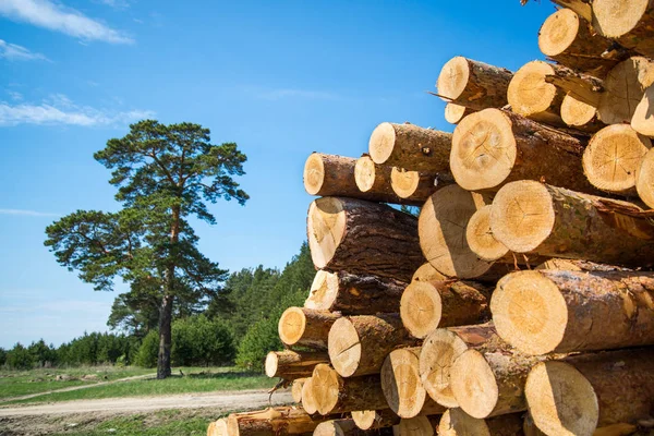 Tall stockar, skära ner genom att logga mot bakgrund av skogen — Stockfoto