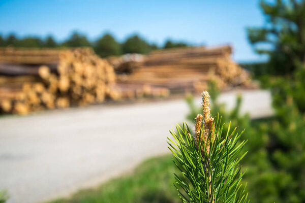 Сосновые бревна, вырублены путем лесозаготовки на фоне леса

