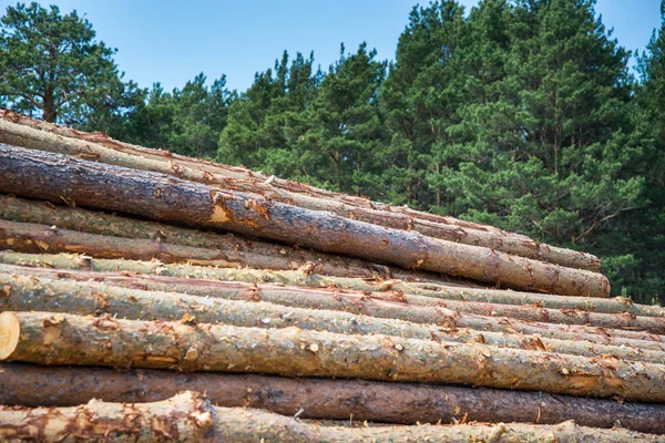 Tall stockar, skära ner genom att logga mot bakgrund av skogen — Stockfoto