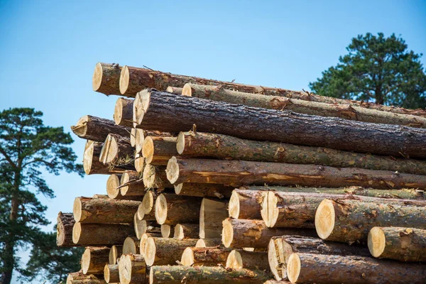 Staplade trä stockar mot Blue Sky-timmer eller timmer industri koncept — Stockfoto