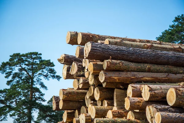 Toros de pinheiro, cortados por registro no fundo da floresta — Fotografia de Stock