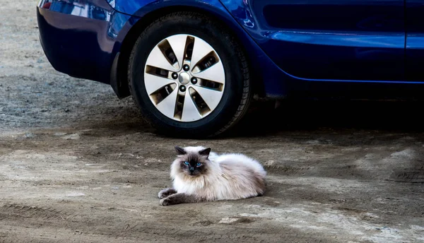 Chlupatý kočičí poblíž volant auta. — Stock fotografie