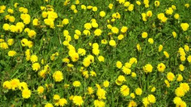 Arılar ve yaban arıları karahindiba nektarı toplamak, sarı çiçekler yeşil bir çayır üzerinde çiçek. Çiçek açan sarı karahindiba.