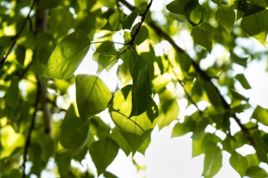 Güneşe karşı yeşil yapraklar. Güneş kavak yeşil yaprakları ile parlar. Close.