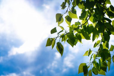 Mavi gökyüzüne ve güneşe karşı bir ağacın yeşil yaprakları. Mavi gökyüzünde yumuşak beyaz bulutlar. Ağacın yeşil yaprakları ile Güneş yumuşak ışık.