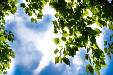 Mavi gökyüzüne ve güneşe karşı bir ağacın yeşil yaprakları. Mavi gökyüzünde yumuşak beyaz bulutlar. Ağacın yeşil yaprakları ile Güneş yumuşak ışık.