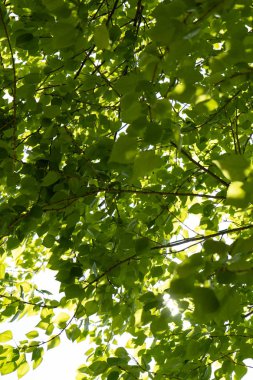 Ağaçların kalın yeşil yaprakları.