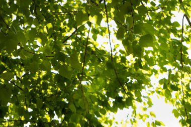 Ağaçların kalın yeşil yaprakları.